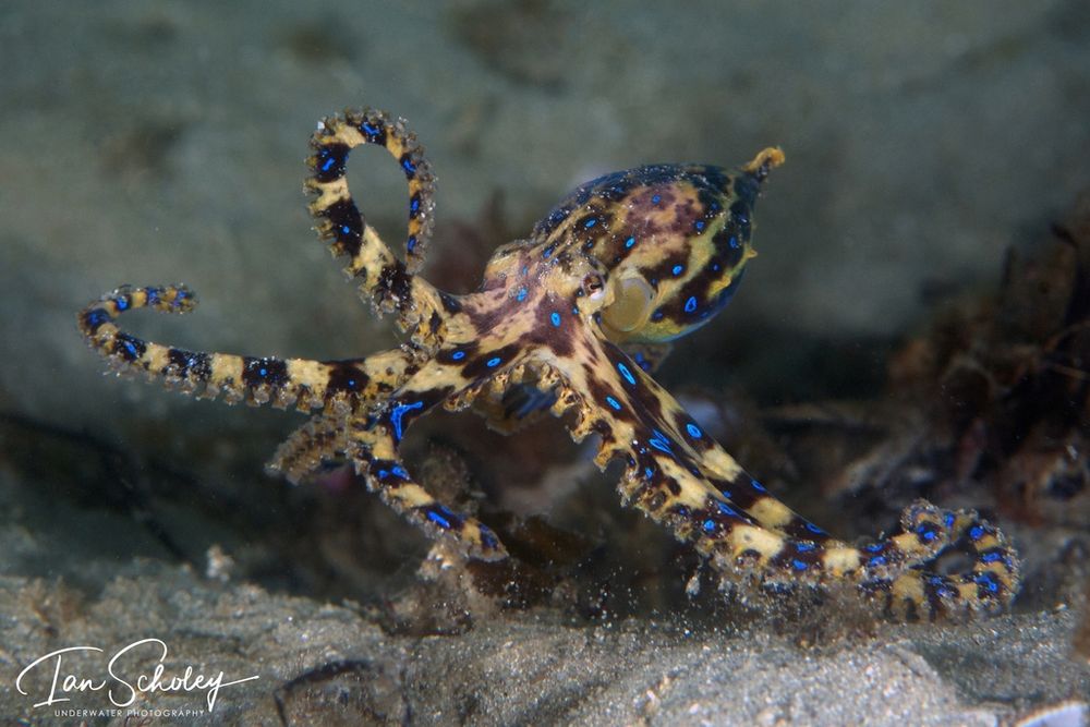 A photo of lesser blue-ringed octopus (Hapalochlaena maculosa) striking a pose. It is leaning to the left (camera's left), with left arm raised up and  with half of it curled, and another one of it's left arms pointing left and with a quarter of it curled. The octopus is a pale brown-yellow with black patches with iridescent blue rings in the centre.