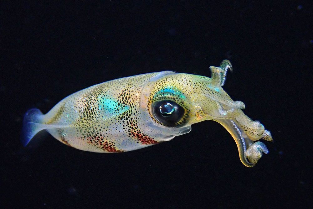 A blackwater photograph of a Bigfin Reef Squid (Sepioteuthis lessoniana). It is horizontal. Most of its arms are going downward with some messy curls, but its two centre arms are raised up and curve down at the tip, making it look like it is doing bunny ears or air quotes. Its head and arms have a pale yellow colour, while its mantle is mostly a translucent white with some very pale yellow. It is covered in black chromatophores, and its mantle has the chromatophores forming 3 stripes that go along the circumference, with some red at the bottom. It has some cyan iridescent areas above its eyes and inside its mantle.