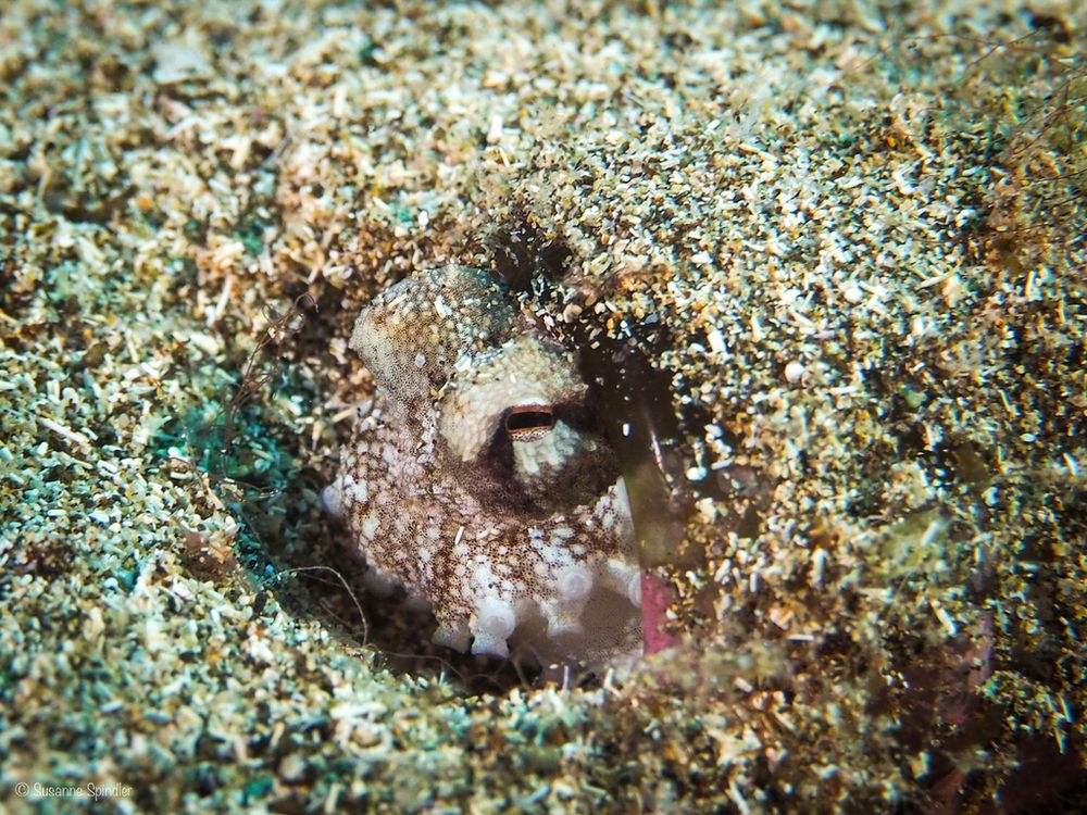 Brown-striped Octopus (Amphioctopus burryi) in a glass jar or bottle under the sand. The brown bottle is completely covered in sand, with only rim visible. The octopus has its eyes and part of its arms out of the bottle, with its arms reaching back into the bottle. It appears to be in a small repression. The octopus is grey and brown, with a brown strip going through its eye. It looks very cute and cozy.