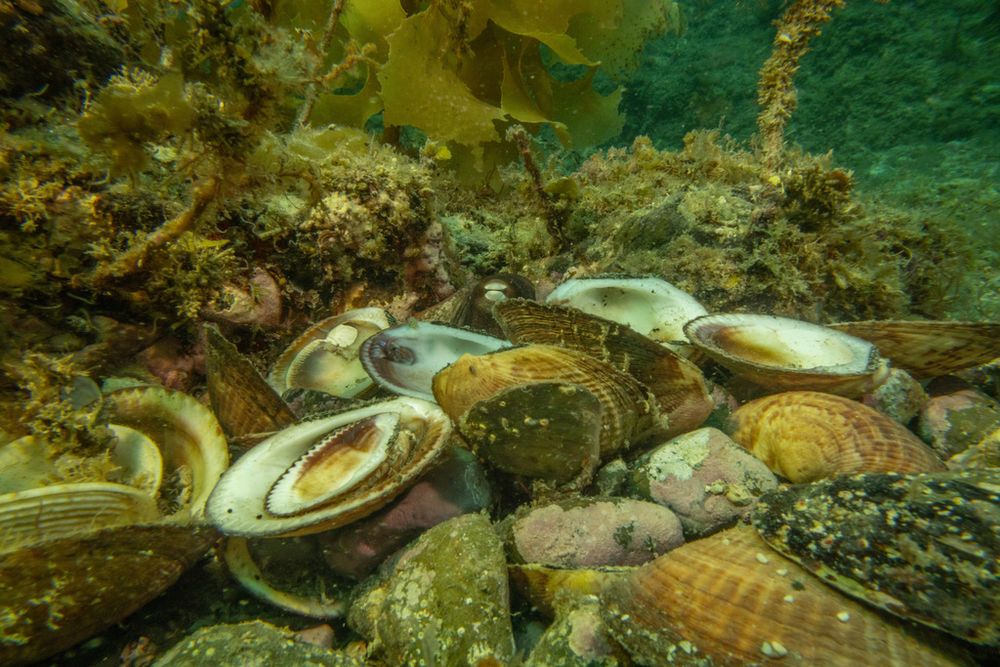 A Common Sydney Octopus (Octopus tetricus) sitting behind a midden of empty bivalve shells. The shells were previous meals for the octopus. You can just barely see the octopus's eye peering over the pile.