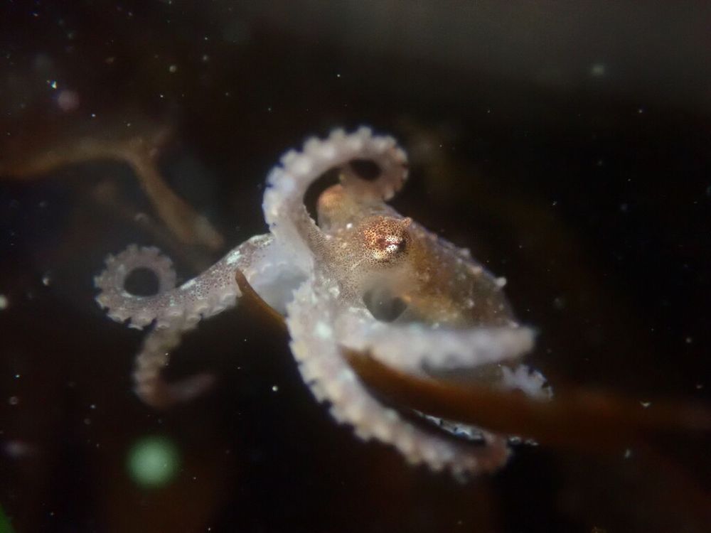 A juvenile Lesser Two-spot Octopus (Octopus bimaculoides) sitting on some brown kelp or sea weed. Most of its arms are curling down and back, with some going over the edge of the kelp. One arm in the centre is raised up and curling back up above its head. The octopus is very tiny and cute. It is light brown except for the underside of its arms which are off white. It has two alternating rows of suckers. It has some small bumps on its head and mantle, including a bump above its eye.