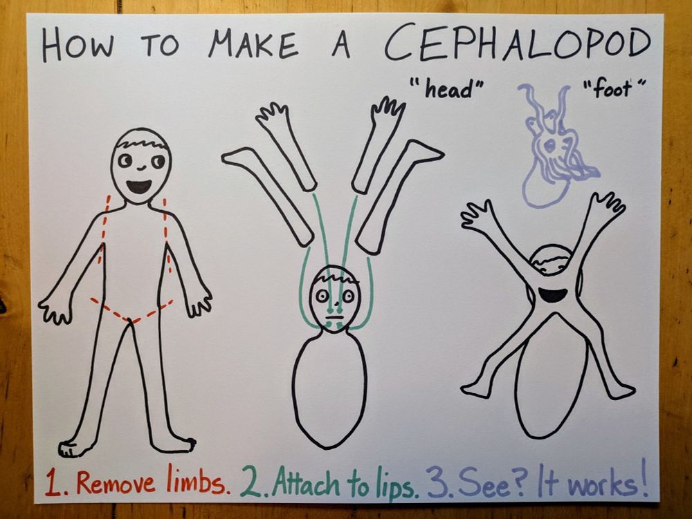 How to make a cephalopod. (With cartoony drawings)
1. Remove limbs. (Smiling human with dotted lines at shoulders and hips)
2. Attach to lips. (Human with flat mouth expression, just head and torso. Arms and legs are floating above with arrows pointing from them to lips)
3. See? It works. (Smiling human cephalopod with arms and legs around mouth. Drawing of an octopus shows anatomical similarity.)