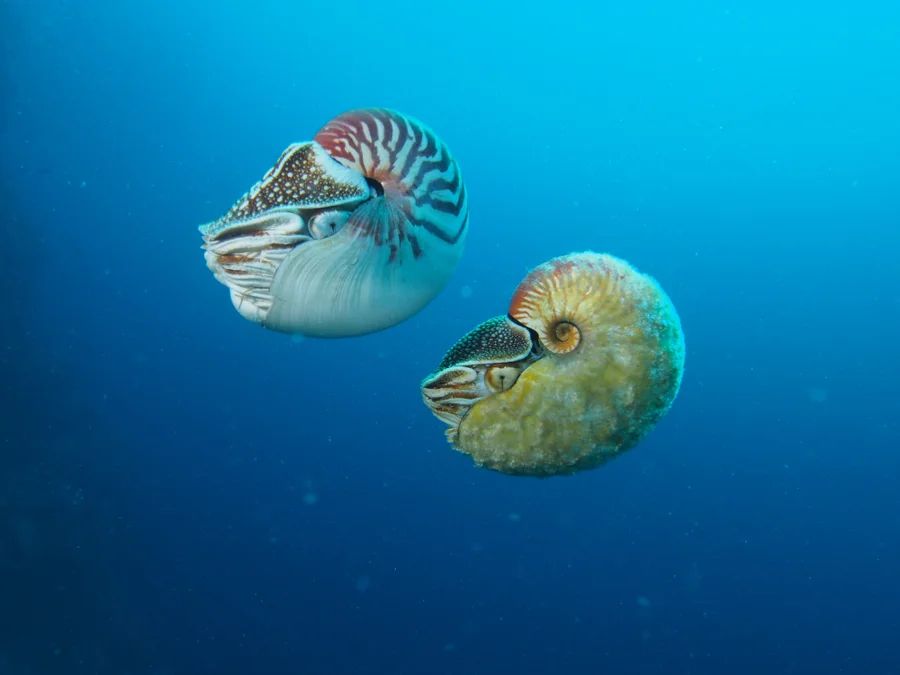 Chambered nautilus (Nautilus pompilius) (left) swimming next to a Fuzzy nautilus (Allonautilus scrobiculatus) (right). The chambered nautilus has a white spiral shell with orange stripes at the top, a triangle shaped hood above its head that has a brown area with white spots, and many small appendages called cirri. Its eye is simple pinhole type eye that a small circular opening with a vertical slit below it. The fuzzy nautilus looks very similar to the chambered nautilus, except the hood is smaller and curved downward, and its shell is mostly covered in a yellow fuzz called a periostracum.