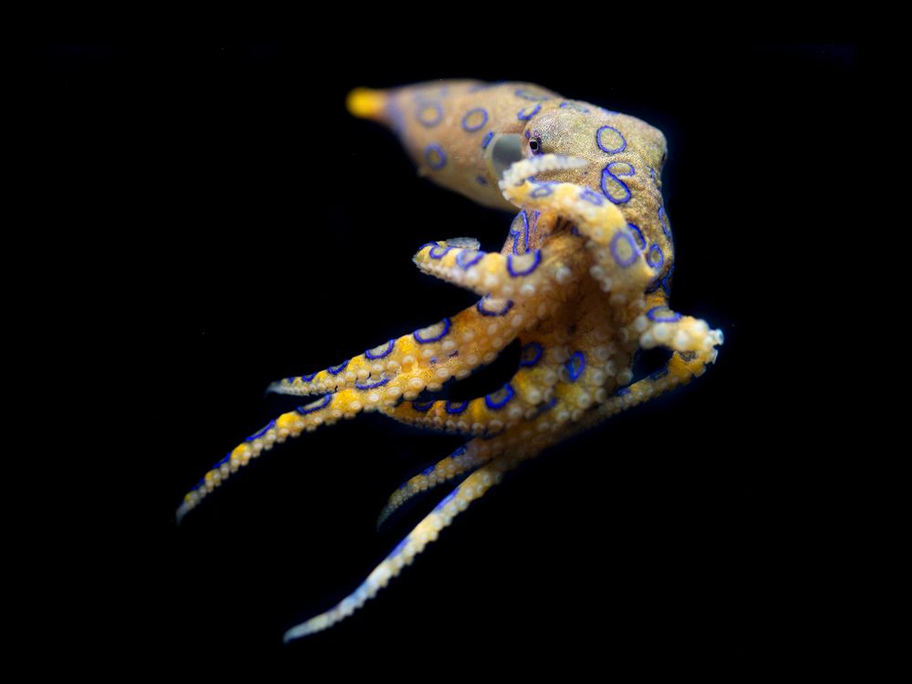 A Greater Blue-ringed Octopus (Hapalochlaena lunulata) swimming against a black background. Its mantle is relatively thin and the tip gets much thinner. The end of the mantle is out of focus. The octopus is looking at the camera, and it appears to be moving to the upper right, as most of its arms are trailing in that direction. One arms is going back and another is in front of its face and curving around. The arms have two rows of suckers that are offset. The octopus is yellow with many blue iridescent rings.