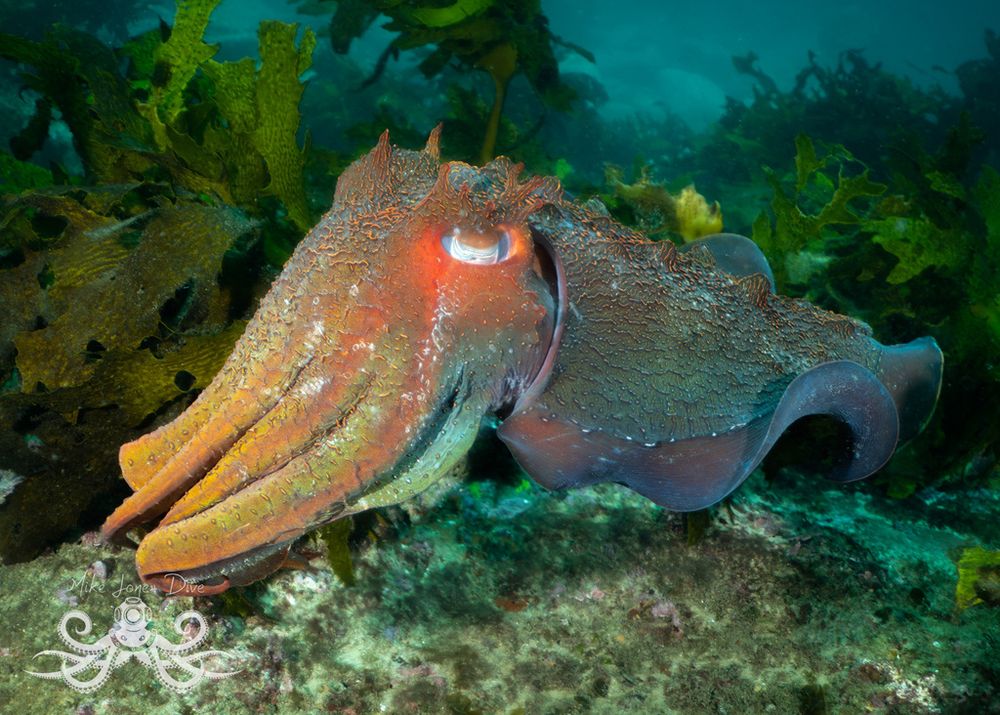 An Australian Giant Cuttlefish (Ascarosepion apama) floating in front of a bunch of green kelp. The cuttlefish is facing towards the left. It has its papillae raised, so it is covered in ridge like wrinkles and fleshy horns above its eyes. It is a mix of colours, almost rainbow like with it being red and orange around its eye, yellow on its centre arms, green and cyan on its outer arms and blue and cyan on its mantle.