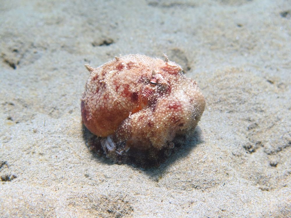 A common octopus (Octopus vulgaris) sitting on the sandy seabed. Its arms are tucked under its head and mantle, making it look like a lumpy orb. Its skin is has small bumps of sandy beige over a red colour, and it has a couple larger pointier bumps sticking out from its skin.