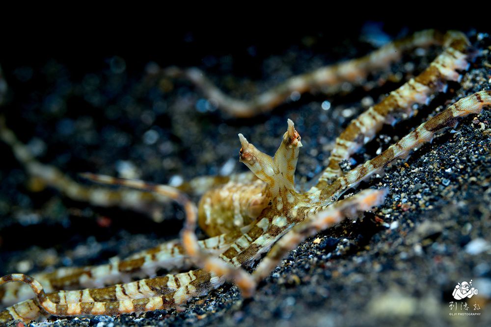 A wunderpus (Wunderpus photogenicus) crawling on the sea floor. Its arms are stretching out out in all different directions, with one out of focus arm in front and that is lifted up almost like it is waving. The octopus is facing the camera, and its eyes are on stalks with papillae "horns" above each eye. The octopus is light yellow brown and off white, with its head and mantle being a mix and its arms having alternating stripes. The sand is black with small lighter coloured pebbles.
