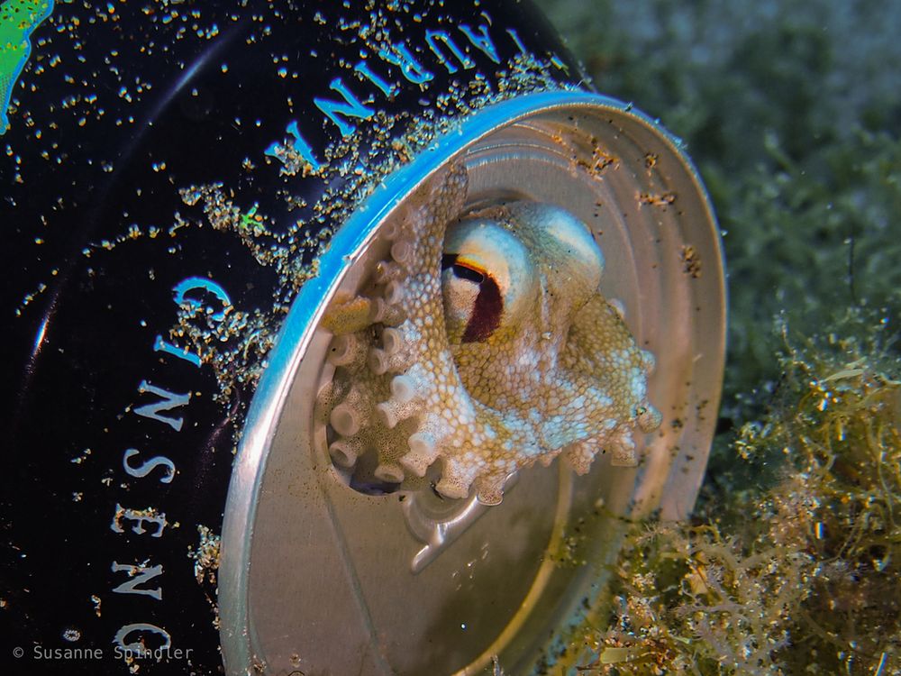 A Brown-striped Octopus (Amphioctopus burryi) hiding in empty Monster Energy can on the sea floor. It is the black and green original flavour, and the can is lying horizontally and it has sand on it. The octopus is partially out of the can, straddling the hole,.  the camera is facing the octopus and the top of the can from the side. The octopus is a light sandy brown with a dark brown stripe going around through its eye in an upside down U shape. Its pupils are bright orange. There are some sea plants on the seafloor outside of the can.