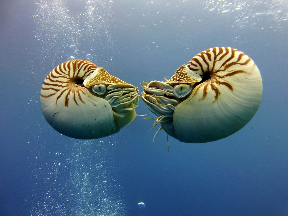 Two Palau Nautiluses (Nautilus belauensi) floating in the ocean, face to face. They both have white spiral shells with brown stripes, a triangle shaped hood above its head that has a brown area with white spots, and many small appendages called cirri. Their eyes are simple pinhole type eye that a small circular opening with a vertical slit below it.