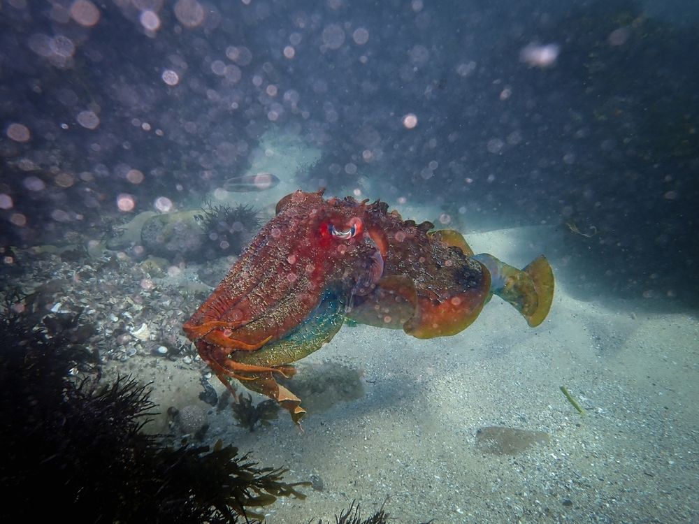 An Australian Giant Cuttlefish (Ascarosepion apama) floating a patch of sand surrounded by seaweed. Its arms are held together, but their tips are all going to the side. It has a wrinkly appearance with some papillae above its eyes and on its mantle. It head is mostly read, with the tips of its arms being orange and its outer arm being blue and green. Its mantle is purplish and its fin is mostly green with areas of red, orange and blue.