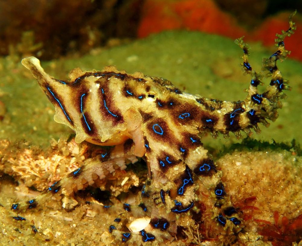 A photo of a Blue-lined Octopus (Hapalochlaena fasciata) standing on the seafloor. Their mantle curves and then goes to a point, sort of like a mitre with extra pointy end. Their two front are raises and twisted around, as if it is impersonating sea grass. Its suckers are visible. It has a sandy beige colour and is covered in iridescent blue rings and lines in brown spots.