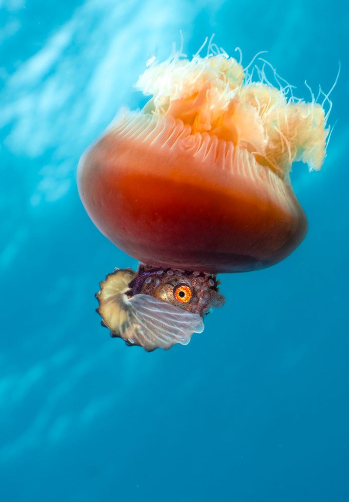 A Brown Argonaut (Argonauta hians) riding a red bell jellyfish. The argonaut is sitting on the bell of the jellyfish, and the jellyfish is swimming downward, so the whole thing is upsidedown. The jellyfish has a dark orange bell and light orange arms. The argonaut has a wavy, spiral egg case that it wears like a shell. The egg case is a off white with black or grey on the outer rim. The argonaut itself is mostly in the egg case but you can see its head and part of its arms sticking out of the egg case. Its arms are sucker side out, and it has a bright orange eye with a round black pupil.