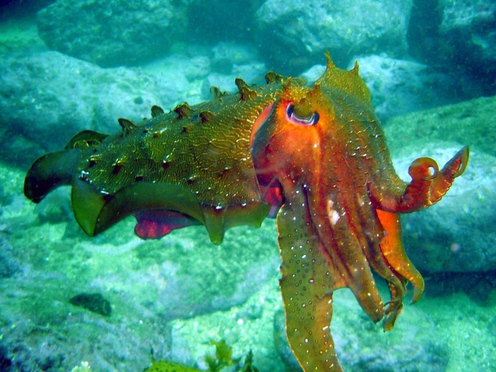 An Australian Giant Cuttlefish (Ascarosepion apama) floating above a rocky area. Its arms are drooping down, but its two centre arms are going down and upwards and out, with their tips being curled like air quotes. The cuttlefish has its papillae raised, so it has raised bits on its mantle and above its eyes. The cuttlefish mostly has a green colour, but the side of its face and the undersides of its arms are orange.