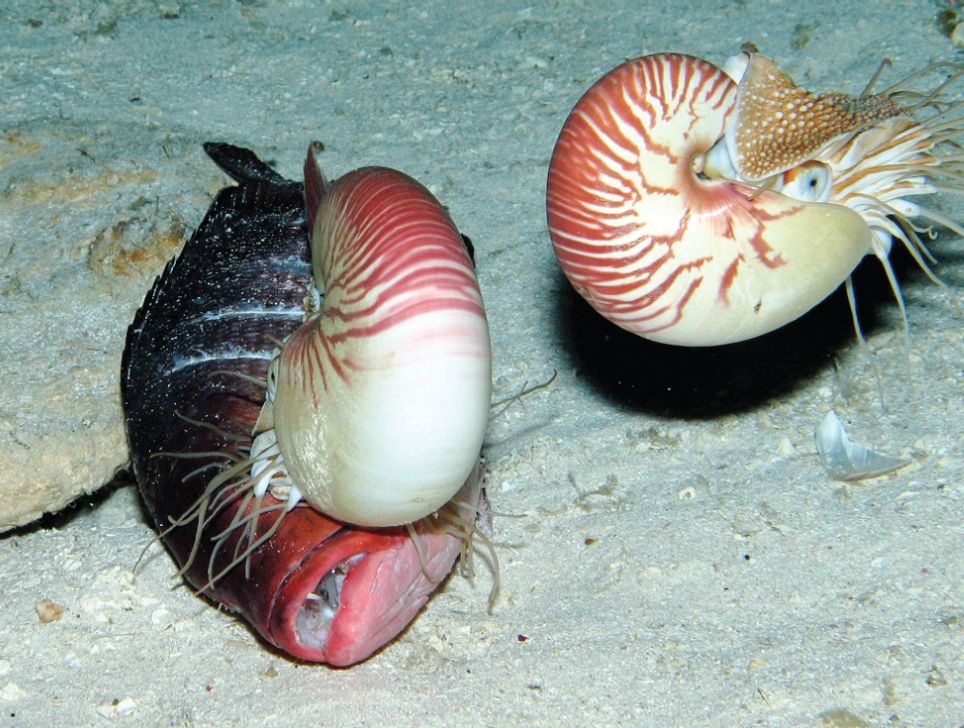 A pair of Chambered nautiluses (Nautilus pompilius) feeding on two-spot red snapper (Lutjanus bohar) bait during daytime at 703 m (2,306 ft) depth. One is gripping the fish with its cirri while the other floats nearby.