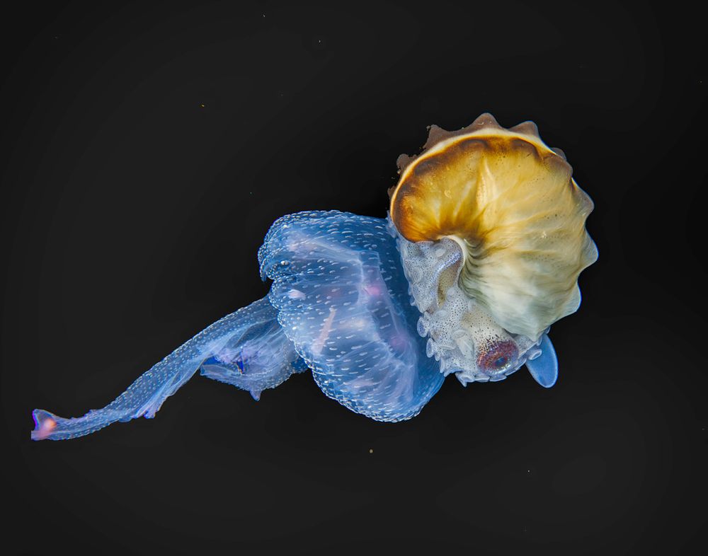 A blackwater photograph of a Brown Argonaut (Argonauta hians) riding a jellyfish The jellyfish and argonaut are oriented to the right, The argonaut has a spiral "shell" that is actually an egg case. It is knobbly and curved like a spiral, with it being off white at the opening and become more yellowy light brown toward the end with a dark brown on the back edge. The argonaut has a dark purple eye and is holding onto the jellyfish with its suckers. The octopus is an off white colour and the jellyfish is translucent blue.