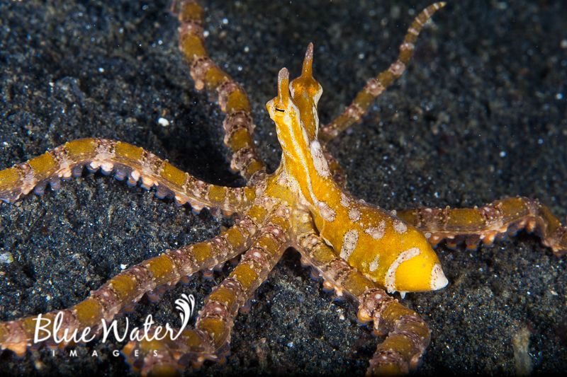 A wunderpus (Wunderpus photogenicus) sitting on the seabed. It has a thin mantle and eyes on long stocks, with fleshy "horns" above the eyes. Its long, thin arms are stretching across the sand. It is mango coloured, with beige, sandy textured stripes. Its suckers are visible, and they alternate in colour with the stripes on the arms.