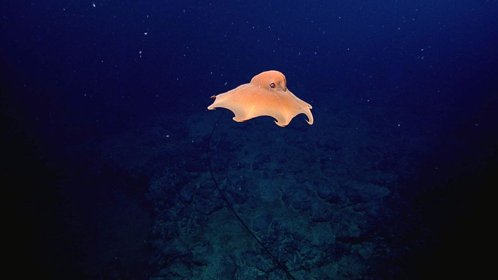 A flapjack octopus (Opisthoteuthis sp.) floating at Axial Seamount at a depth of 1745 m. You can see the rocky ground below, along with a cable. The octopus is a squish orange blob, with small fins that look like tiny ears. The head and mantle are a rough dome shape. It has its arms extending out with their tips curled in, and the webbing between the arms is all stretched out.