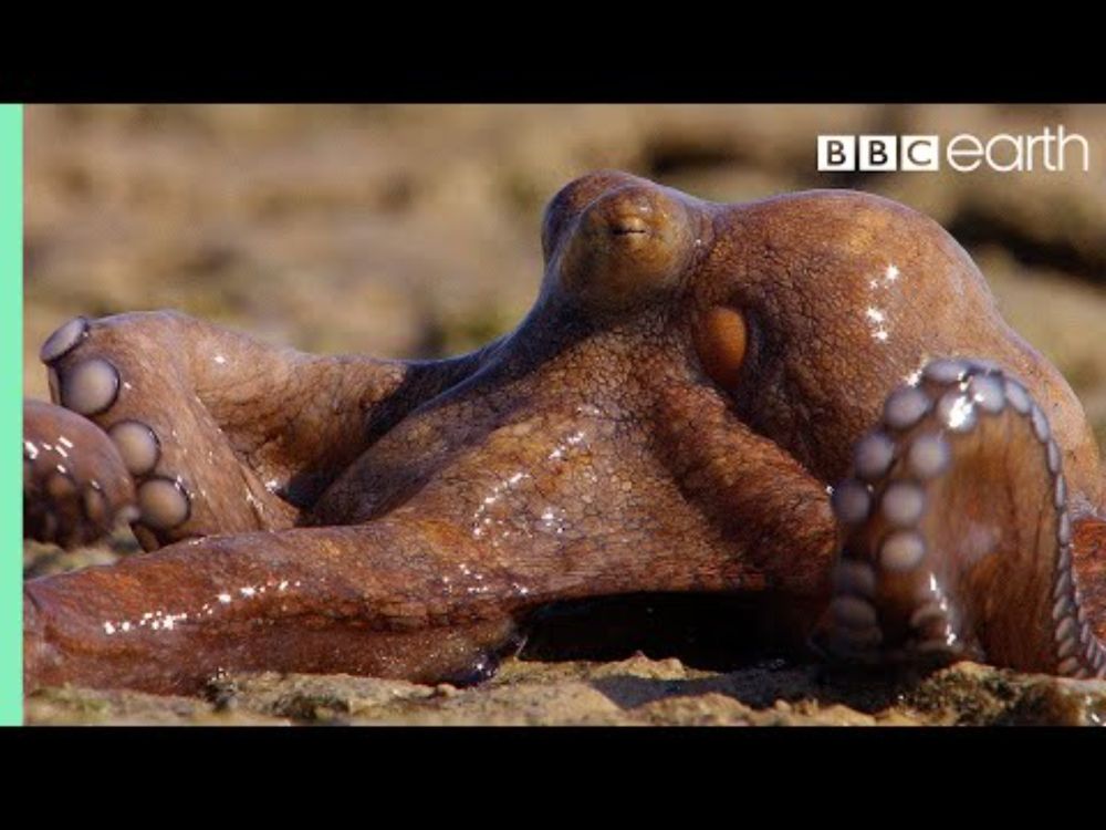 Extraordinary Octopus Takes To Land | The Hunt | BBC Earth