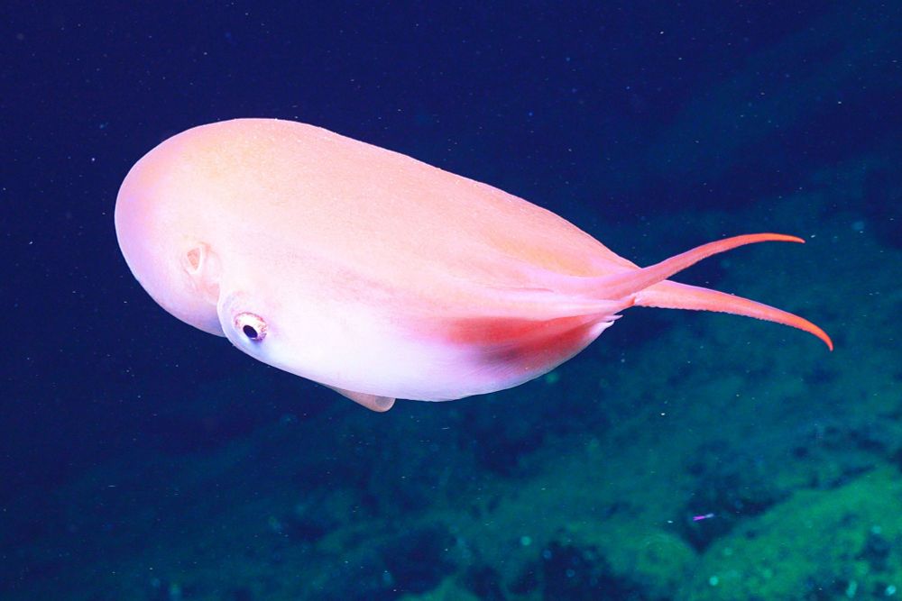 A seven-armed octopus (Haliphron atlanticus) swimming in ocean. Its arms are held together, with two arms extended a bit further, so it looks like a big pink blob.