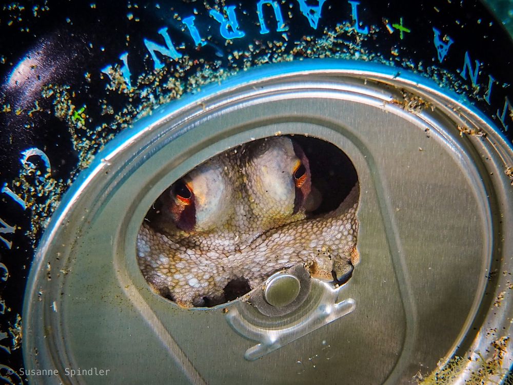 A Brown-striped Octopus (Amphioctopus burryi) hiding in empty Monster Energy can on the sea floor. It is the black and green original flavour, and the can is lying horizontally and it has sand on it. The octopus is hiding inside the can and peering out of the hole, and the camera is facing the octopus and the top of the can straight on. The octopus is a light sandy brown with a dark brown stripe going around through its eye eye in an upside down U shape. Its pupils are bright orange.