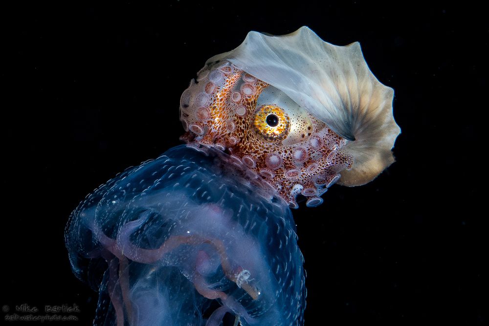 A juvenile Brown Argonaut (Argonauta hians) riding on top of a jellyfish. The argonaut is in a small, wavy "shell" with the ends of its arms in the "shell." Most of the arms are exposed with the sucker side out. The argonaut has a fairly large eye with a yellow iris.