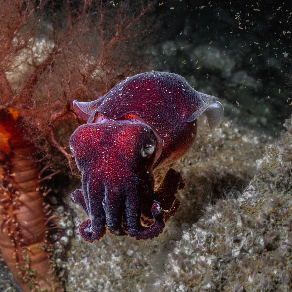 A Stubby Bobtail squid (Rossia pacifica) swimming in place. Its arms are going straight down, but then curled up at their tips, so they look like a person who is angry and who has their arms straight down with their fists clenched. The bobtail squid is slightly wrinkly and dark purple with some shiny, iridescent red areas, especially on their head. Below it is a rock covered in feeding barnacles and in the back right is an Orange Sea Cucumber (Cucumaria miniata)