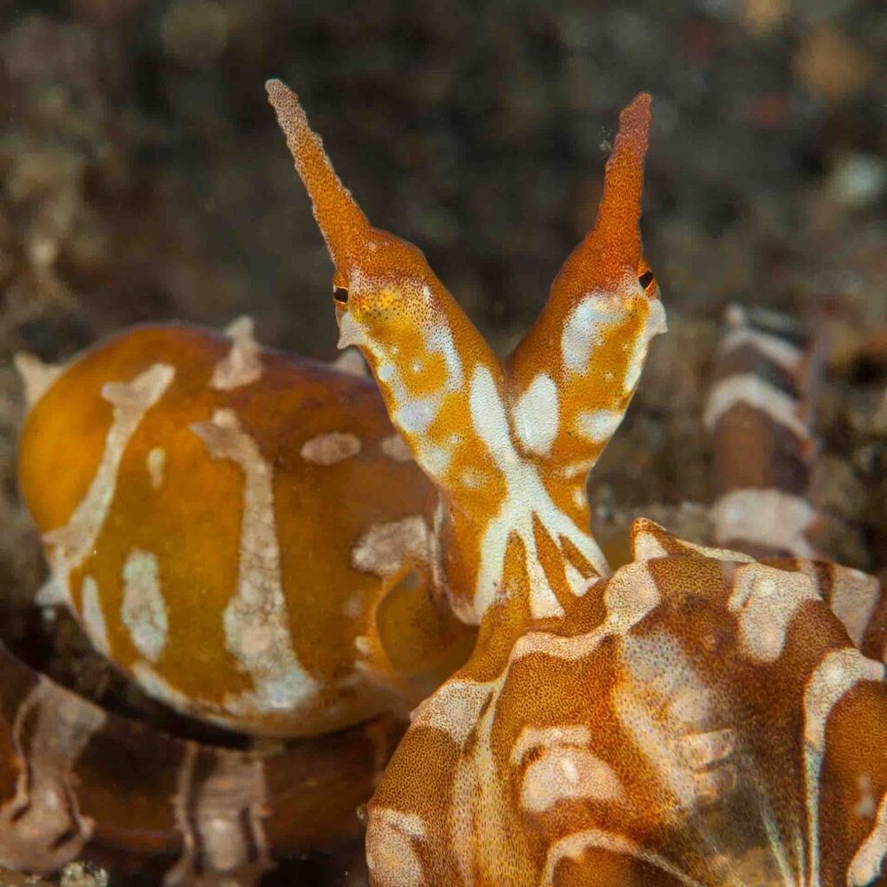 A wunderpus (Wunderpus photogenicus) staring at the camera. It is a close up shot, so you can see its mantle, head and only some of its arms. Its eyes are sort of on stalks, with its head forming a Y shape, with two horns extending from above each eye. Its mantle is partially inflated, so it is quite long and not to wide. It has some papillae raised, giving it several medium sized bumps. One arm is extending back in the background, but it is out of focus. The octopus is a vibrant orange mixed with some white patches, and its arms have alternating orange and white stripes.