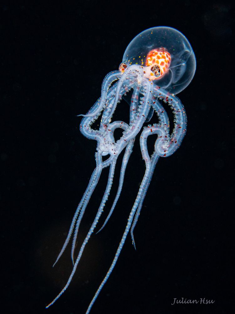 A blackwater photograph of a Wunderpus paralarva (Wunderpus photogenicus). Its body is translucent, with some organs being visible. There are red and orange specks and dots that are its chromatophores. It is lanky and somewhat alien looking.
