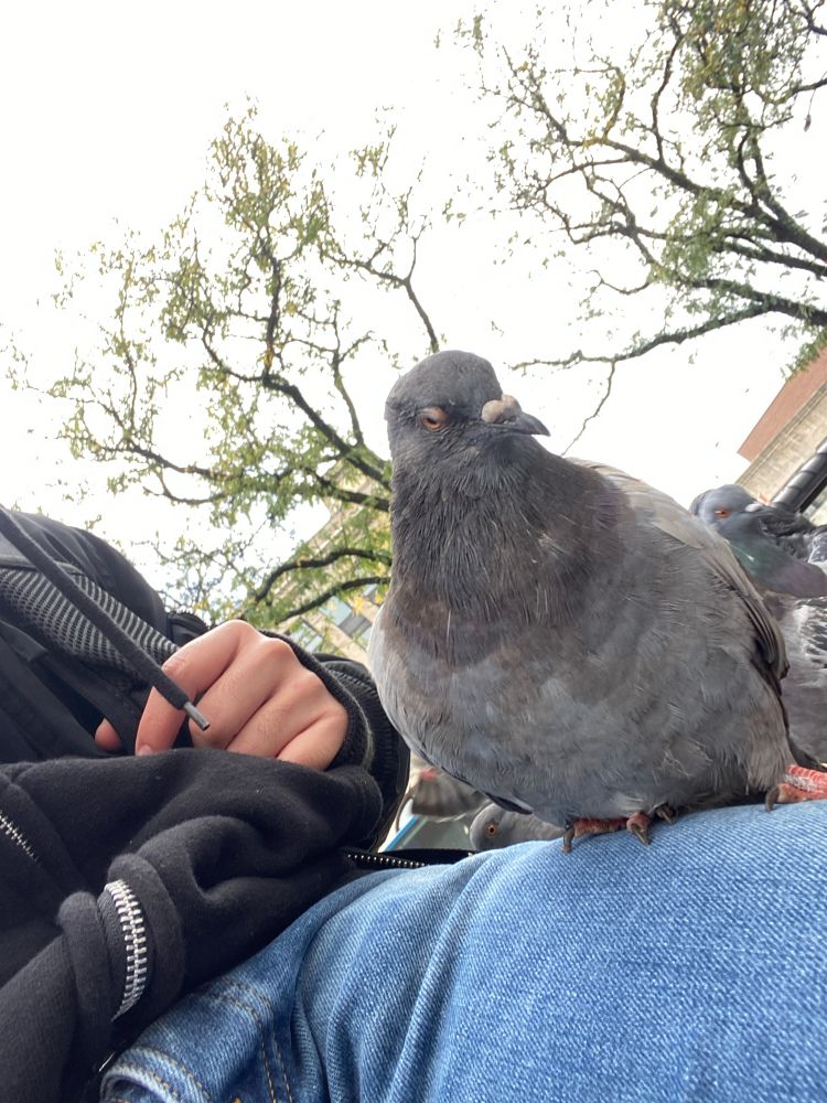 a pigeon sitting on my lap. it is closing it’s eye slightly 