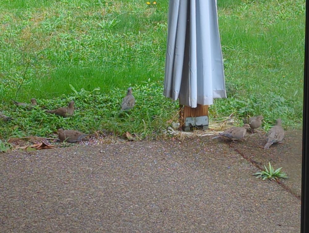 A photo of at least seven brown pigeons hanging out on the ground in my back yard underneath the bird feeder. The photo was taken zoomed in from far away in my kitchen so I didn't scare them away for getting too close.