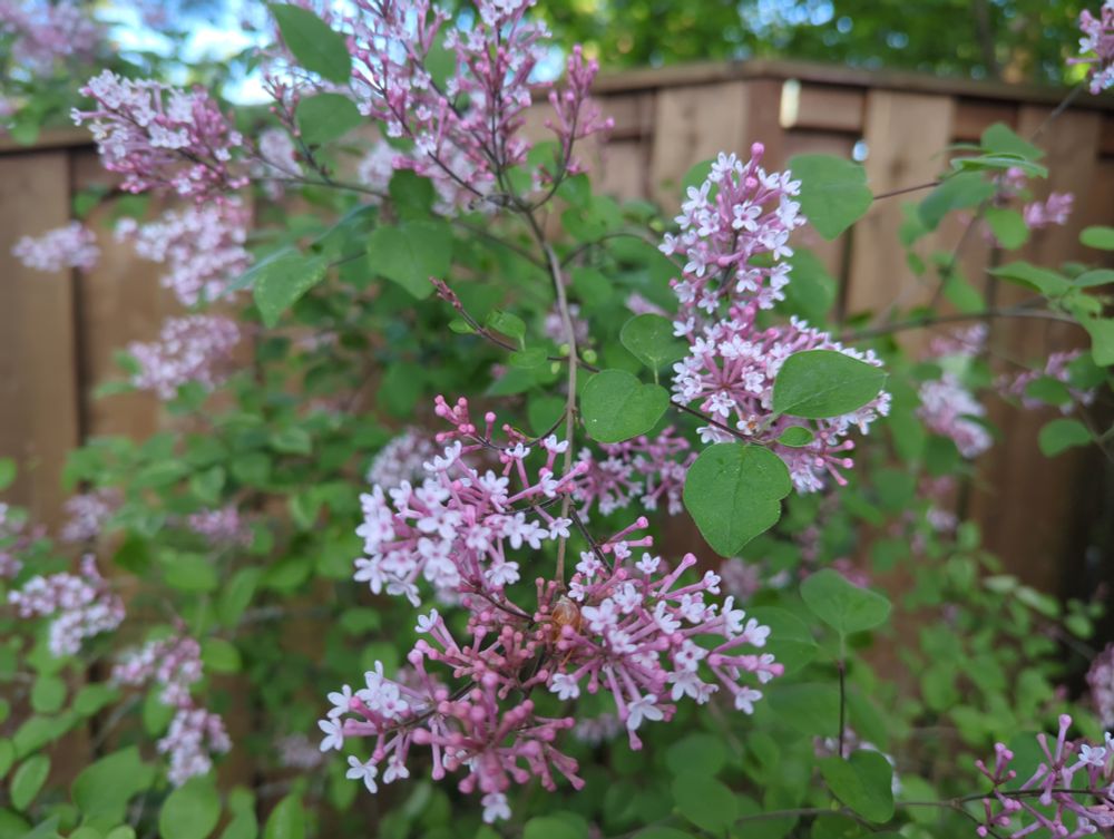 Lilacs