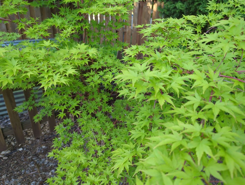 A Japanese maple with bright green leaves in spring.