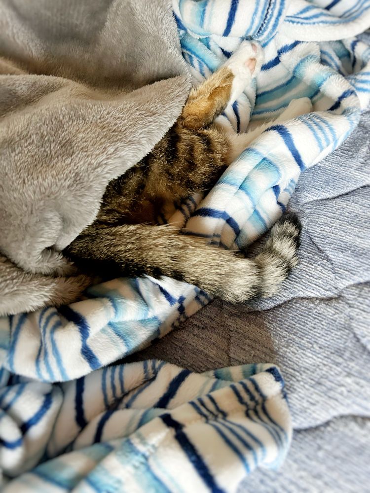 涼しくなり毛布に潜り込んだものの、やっぱりまだ暑くて尻尾と後脚を出して調節している猫1