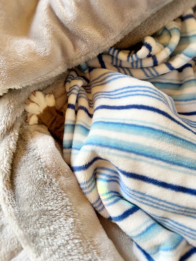 毛布の中からはみ出た猫の手（開）