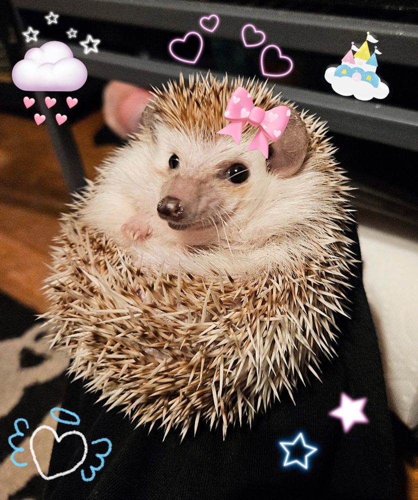 My sweetie pie hedgehog baby