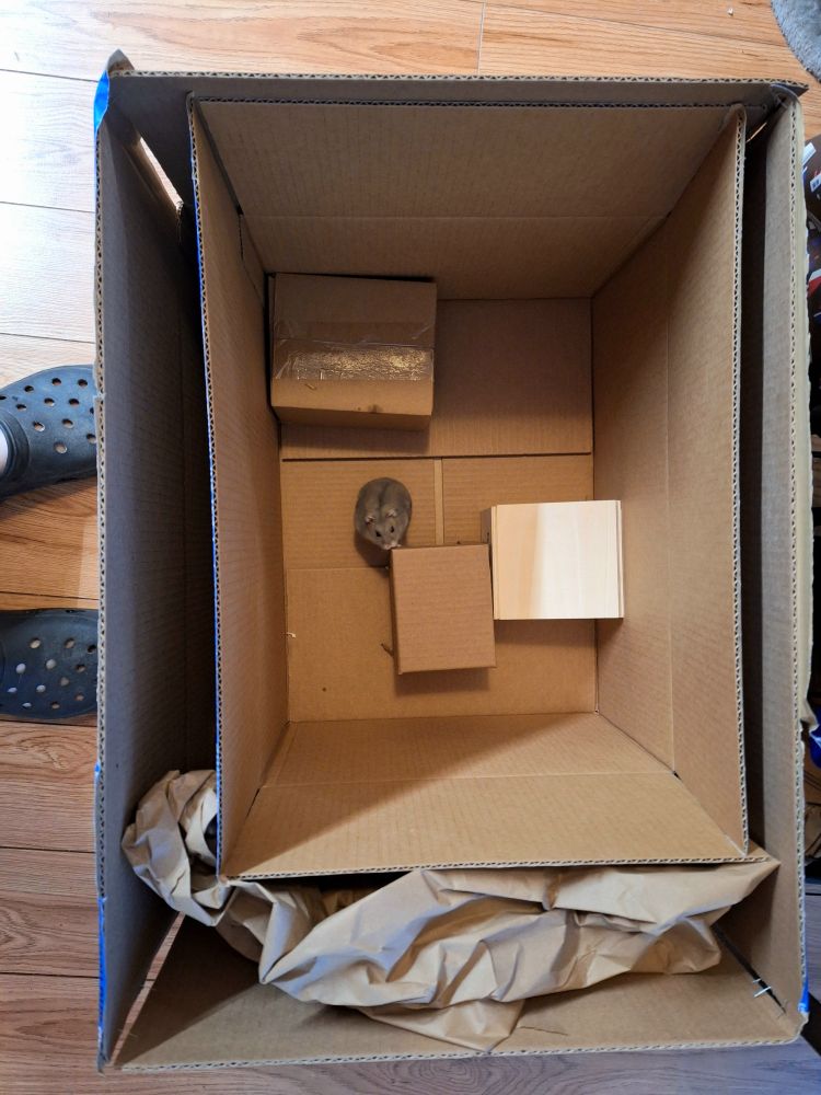straight-down pictures of an open cardboard box with a grey winter dwarf hamster in the middle of it, looking up at the camera. He's in time-out while i clean his cage.
