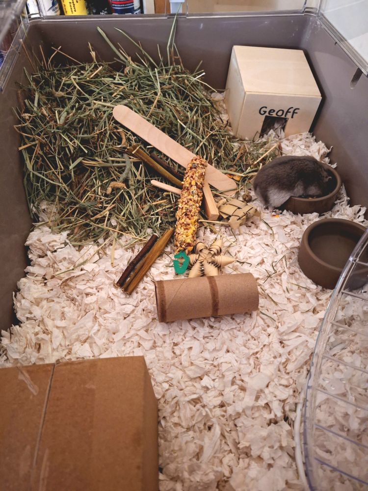 Sideways picture of a freshly cleaned hamster cage, with a pile of hay in a corner, a running wheel in the opposite corner, two small homes in the other two corners, a pile of chew toys in the middle, and food and water bowls to the side. A hamster is sitting in his food bowl and raiding it.