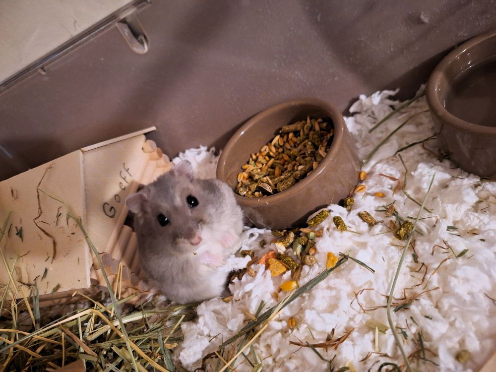 A Winter Dwarf hamster with white belly and grey back sitting next to his food bowl in his cage. Behind him is a wooden loghouse with his name, "Geoff", written above the door.