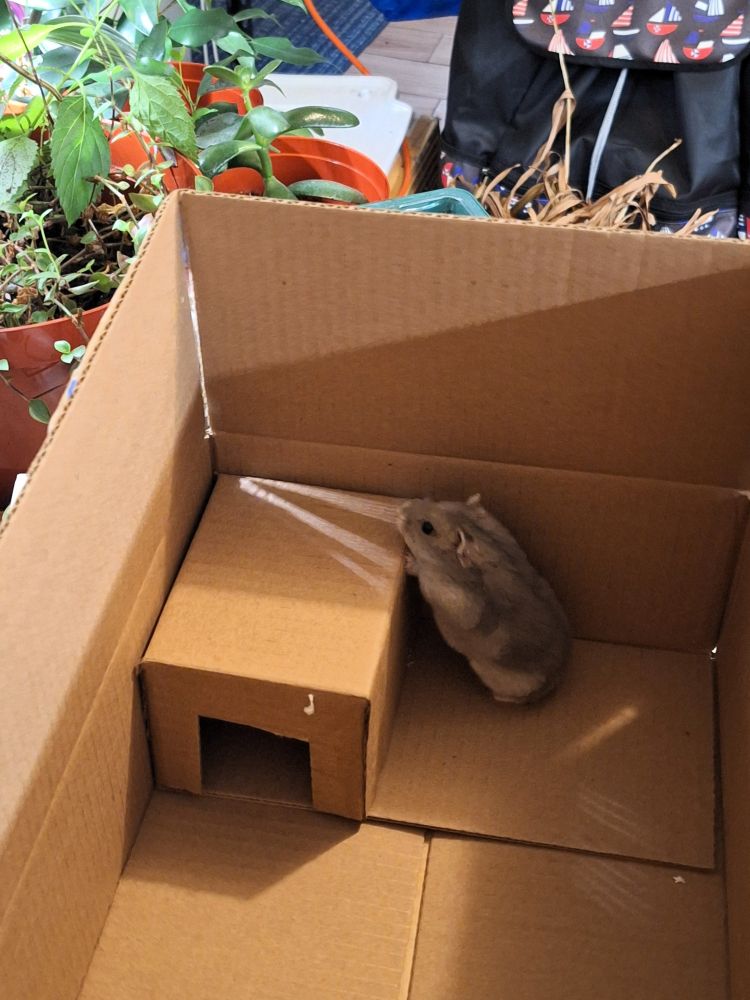 a grey winter dwarf hamster in a cardboard box, with a smaller box inside used as a home for him. the home is in the corner of the bigger box and the hamster is trying to climb up on it.