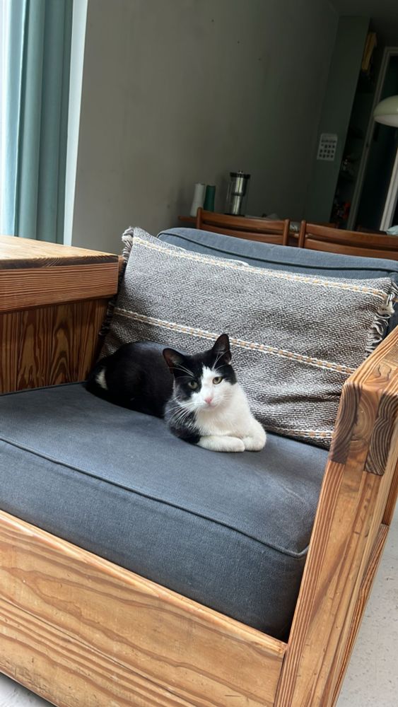 Cube, beautiful boy cat black and white sitting very politely on a nice chair