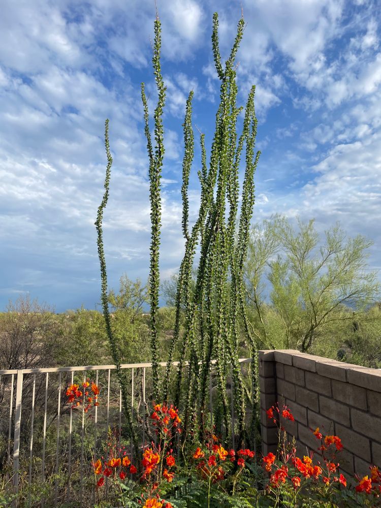 A garden in Arizona with yellow and orange flowers in front of an ocotillo.