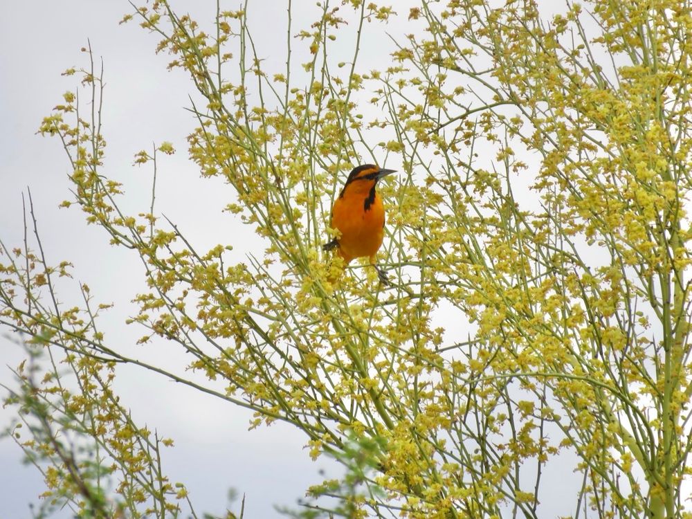 Bullock’s Oriole, orange with black markings 