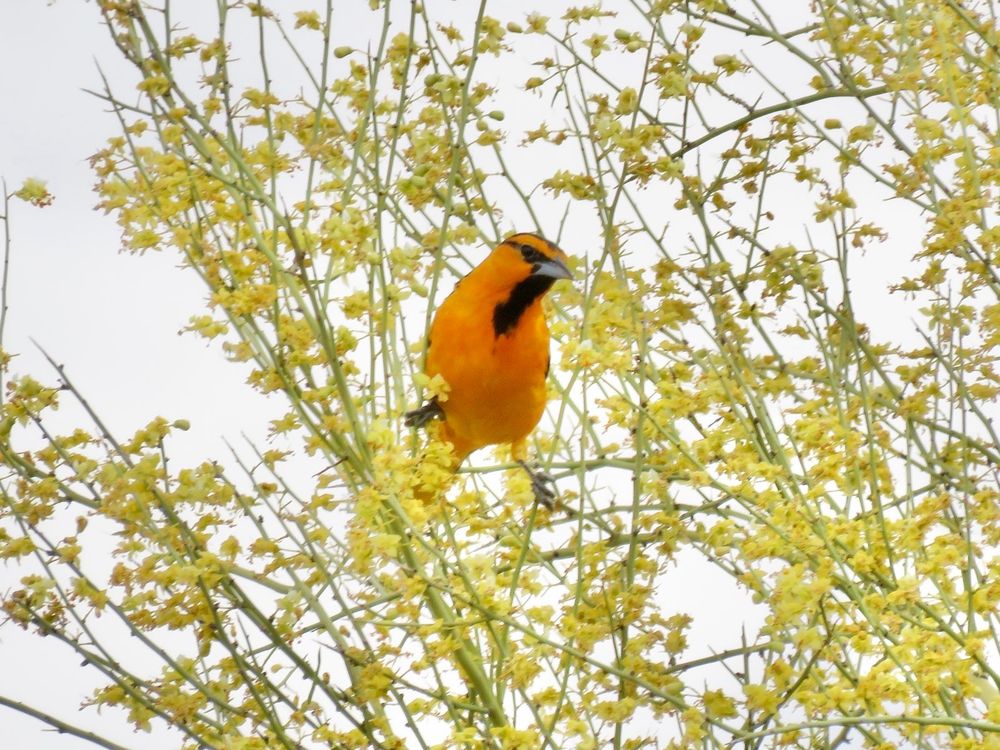Bullock’s Oriole. Orange with black markings 