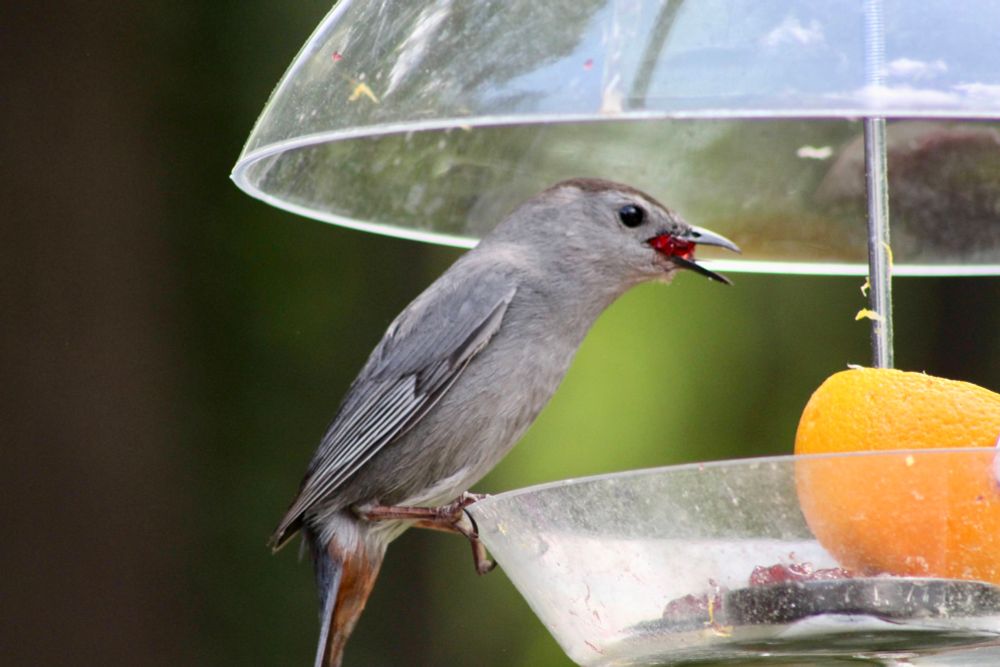 A gray catbird perches on the edge of a clear plastic feeder tray, facing right, with a mouthful of purple grape jelly. To the right is an orange half and above is a clear plastic dome that protects the feeder designed primarily to attract Baltimore orioles.photo taken in Walpole MA USA