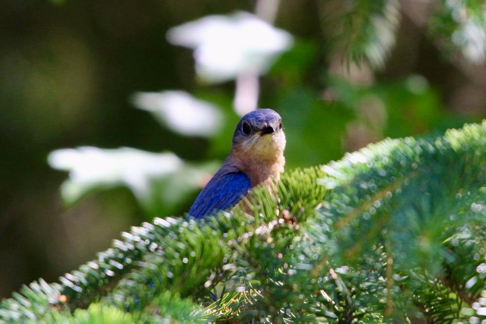 An eastern bluebird sticks its head up from behind some pine needles where it is perched on a branch. What you can see are blue wings and head, and an orange breast. It’s chin area below a black beak and dark eyes in white.