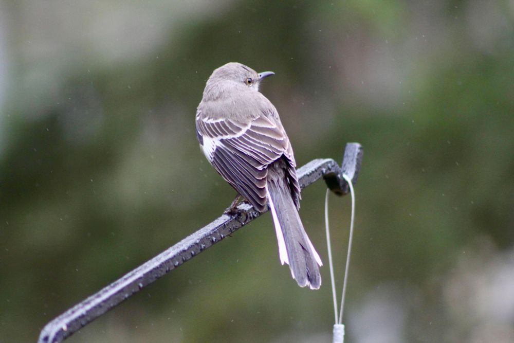 A gray northern mockingbird perches on a wet feeder poll away from the camera but with its head turned all the way to the right. You can the stripes of white on its wings and tail.