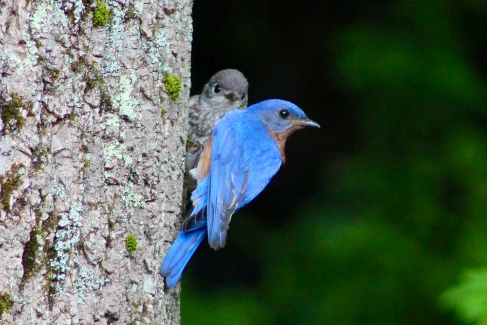 Perched on the side of a tulip poplar tree, a gray colored fledgling bluebird looks out from behind its bright blue father, who is looking right.