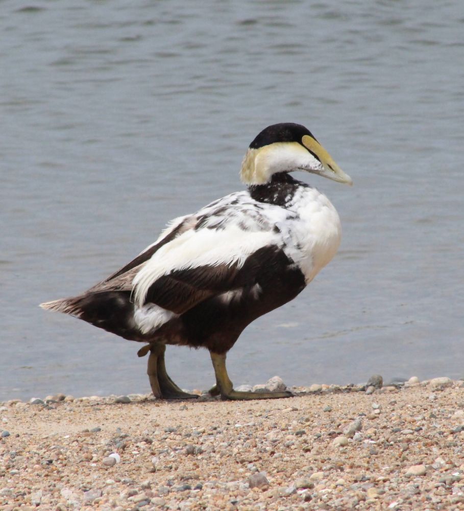 A male common eider walks left to right along the beach. His belly and tail are dark brown, while his chest and most of his wings are white. The top of his head has a distinctive dark cap, while his bill has a yellow patch extending down from his eye. Photo taken in Dartmouth MA USA