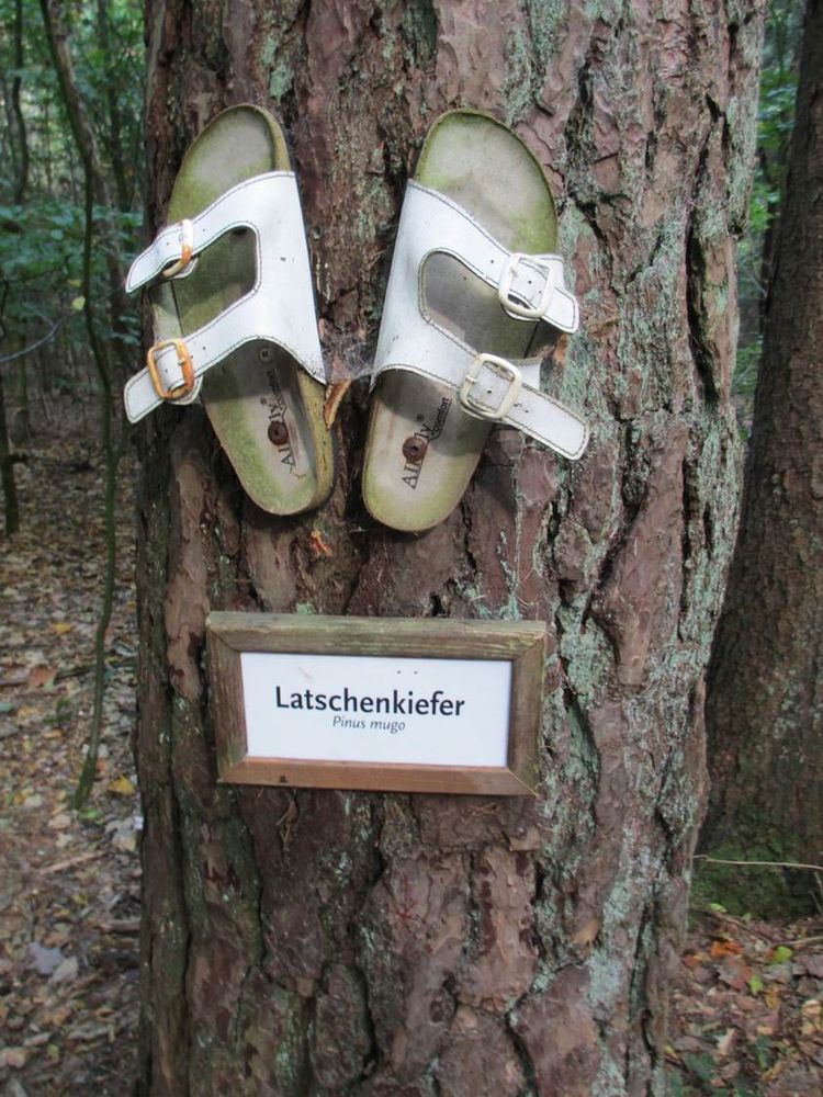 Baum mit einem angeschraubten Paar Latschen, die sogenannte "Latschenkiefer".