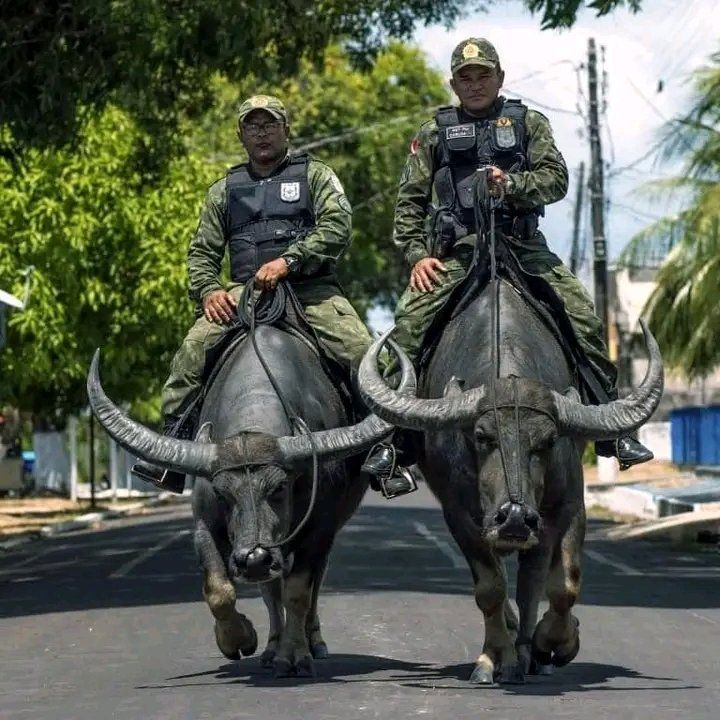 Brasilianische Polizisten auf Wasserbüffeln
